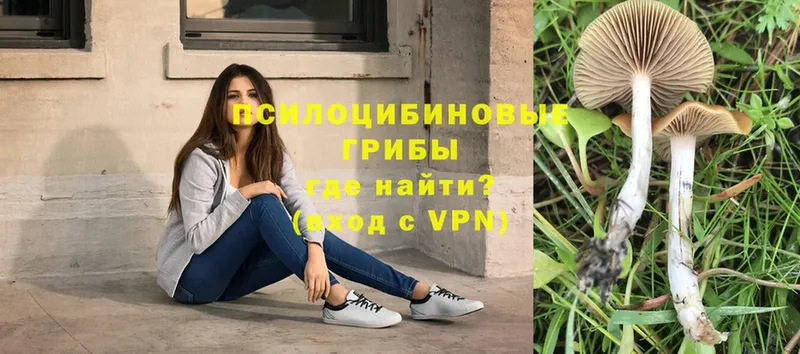 Псилоцибиновые грибы Cubensis  купить  сайты  Зарайск 